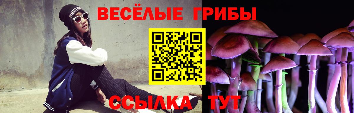 Новозыбков  как найти   Вход с VPN  Галлюциногенные грибы прущие грибы  Псилоцибиновые грибы мицелий 